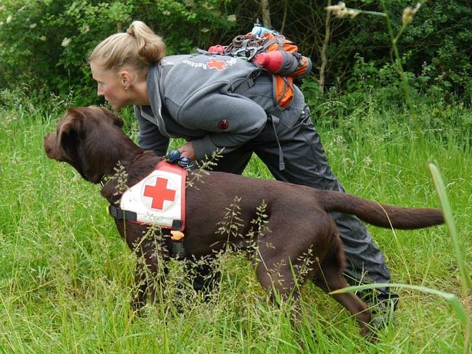 Rettungshundeführerin in grauer Einsatzkleidung gibt ihrem braunen Suchhund mit rotem Kreuz auf der Kenndecke ein Suchkommando im hohen Gras.