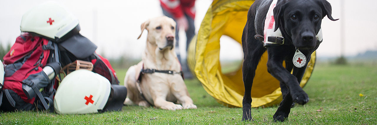 Rettungshundearbeit