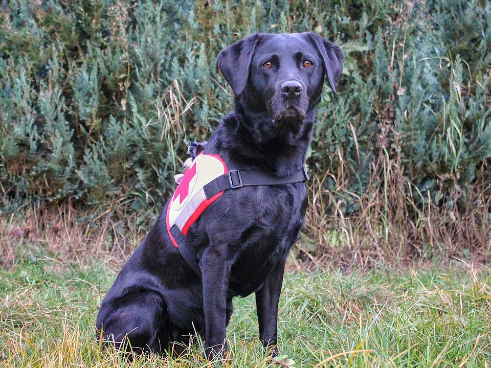 Ein sitzender, schwarzer Rettungshund Mara mit Geschirr; im Hintergrund dichter grüner Busch.