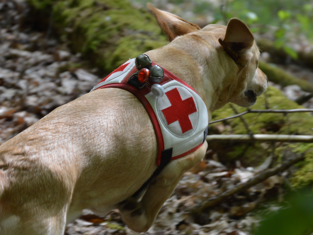 Rettungshund Layla vom DRK Friedberg-Wöllstadt im Einsatzgebiet Wald