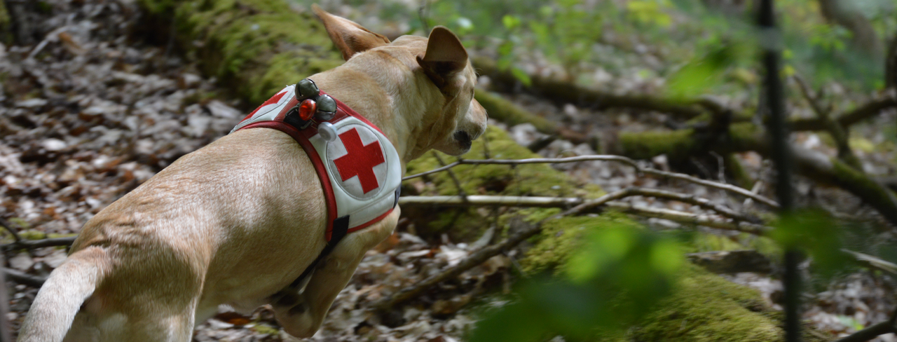 Rettungshundearbeit
