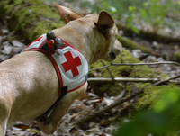 Rettungshund des DRK Friedberg-Wöllstadt mit roter Kenndecke bei einer Übung im Wald