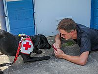 Ein Rettungshund mit DRK-Weste erhält eine Belohnung, während ein Helfer davor auf dem Boden liegt.
